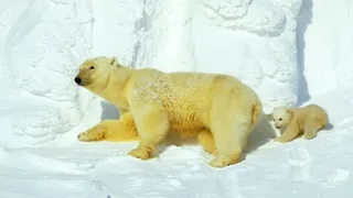 Planet Earth: From Pole to Pole